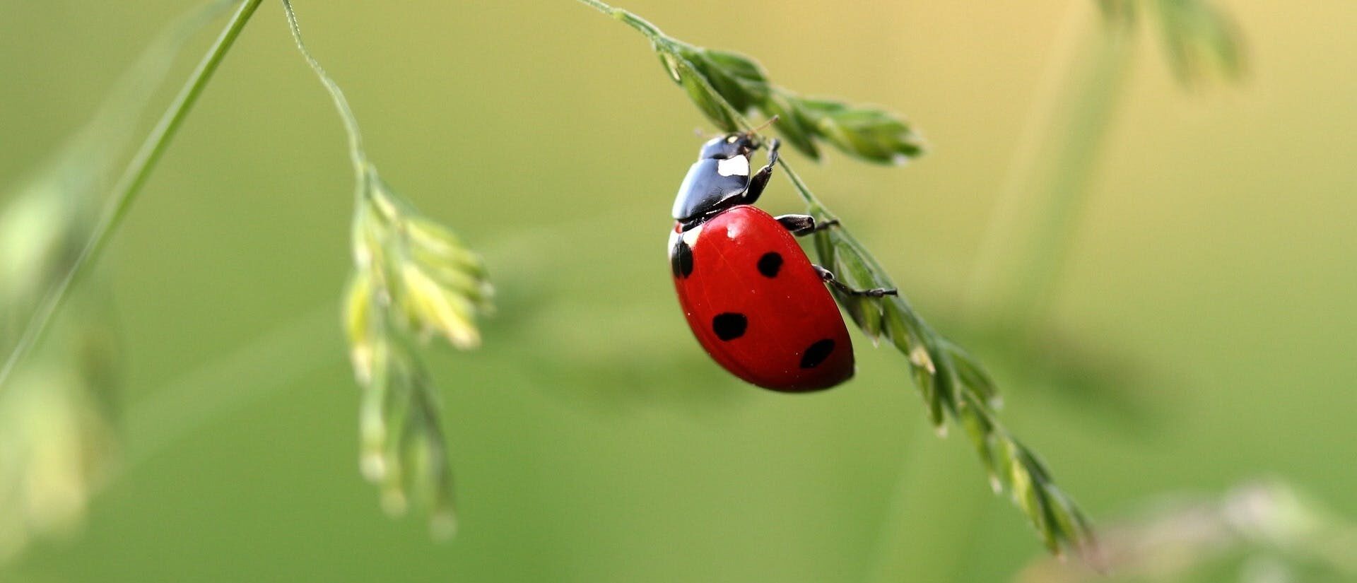 Beneficial Insects Will Help Your Garden Thrive