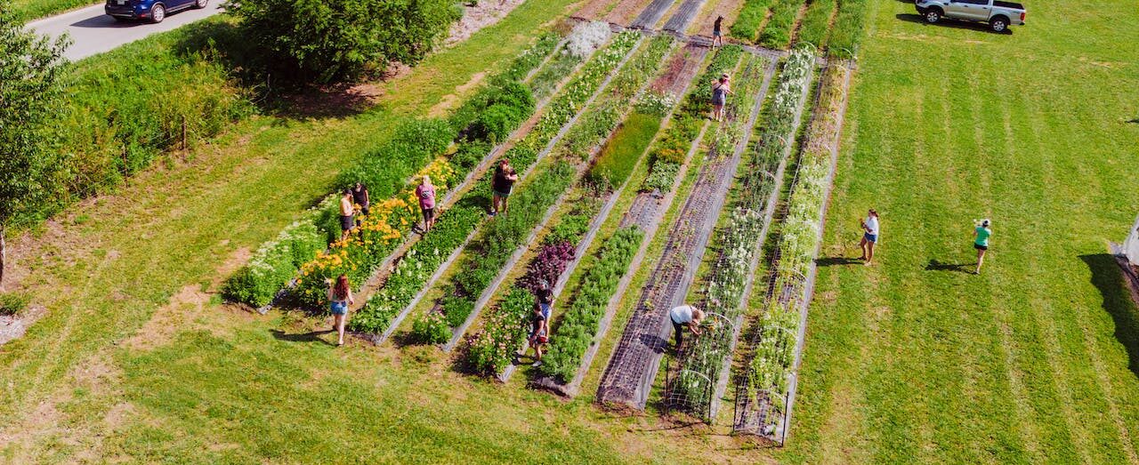 Winter Gardening in Florida: What to Plant in Your Zone 9A Vegetable Garden