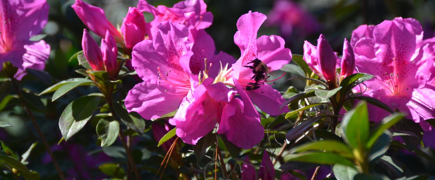 What’s Blooming in January in Pine Ridge Florida?