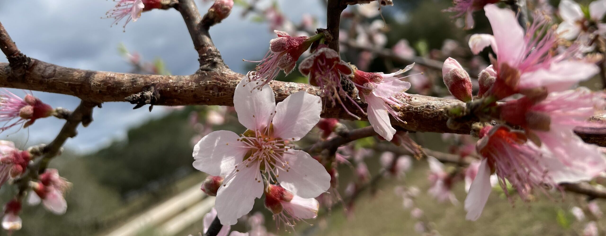 February Garden Calendar & Chores